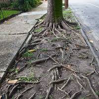 b2ap3_thumbnail_tree-root-damage-4_20160323-015007_1.jpg